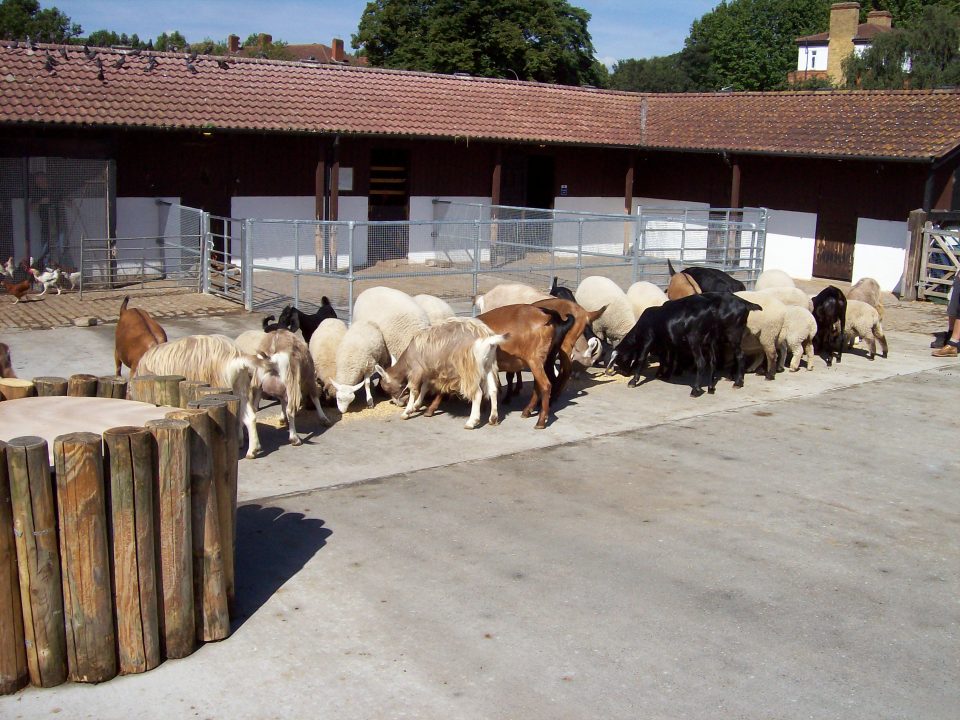 The new farm yard and animal petting area
